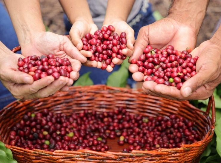 Café de Rondônia se destaca no cenário nacional e internacional com prêmios e reconhecimentos