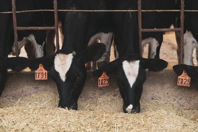 Entenda como a nutrição do gado pode reduzir o impacto ambiental